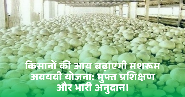 मशरूम खेती से आत्मनिर्भरता: बिहार सरकार की नई योजना, किट और हट निर्माण के लिए सहायता