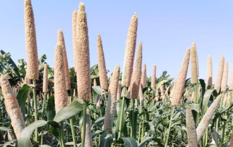 औरैया के बाजरे की देश–विदेश में बढ़ी मांग, खाड़ी देशों तक पहुंच रही खेप